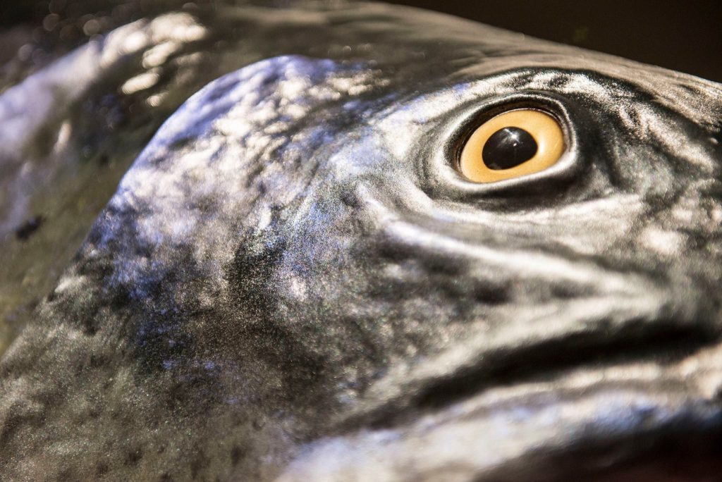 12710839_906074942823938_989626274564227093_o